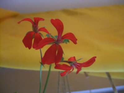 DSCF4369.JPG