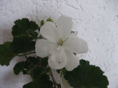DSCF4384.JPG