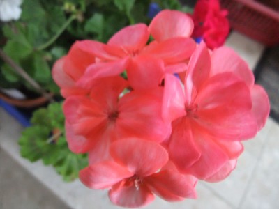 DSCF4383.JPG