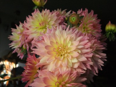 DSCF4409.JPG