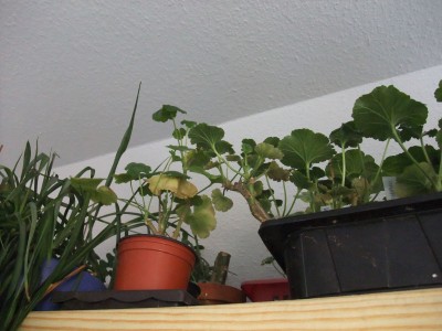 DSCF4405.JPG