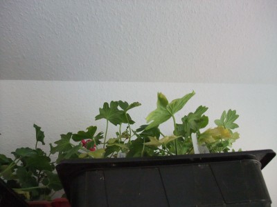 DSCF4404.JPG