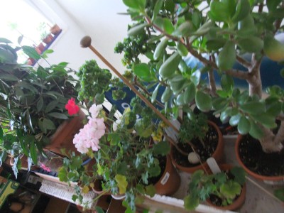 DSCF4401.JPG