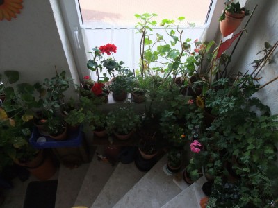 DSCF4399.JPG