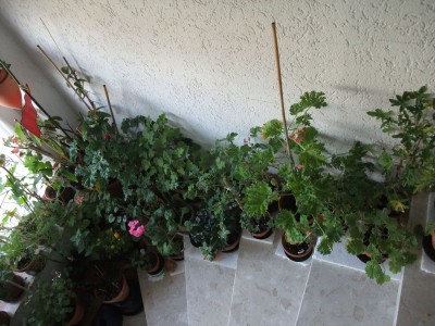 DSCF4398.JPG