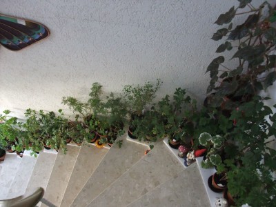 DSCF4397.JPG
