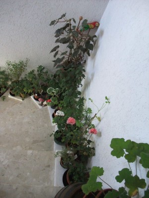 DSCF4396.JPG