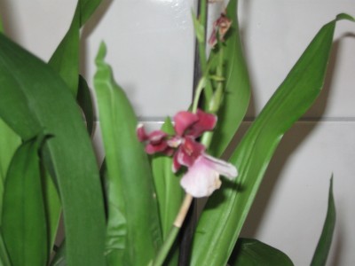 Kamera Canon alle Bilder 2010 232.jpg