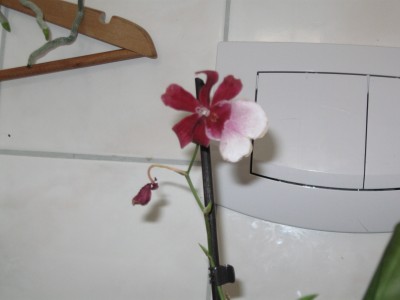 Kamera Canon alle Bilder 2010 231.jpg