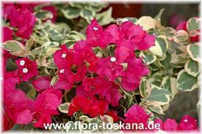 bougainvillea_variegata_1-_100507.jpg