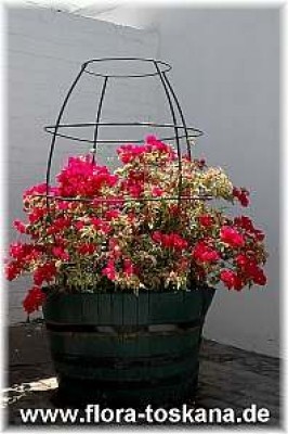bougainvillea_spectabilis_rot_buntlaubig_4_-_141005.jpg