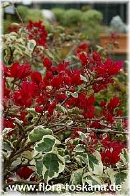 bougainvillea_spectabilis_mary_palmer_4_-_041106.jpg