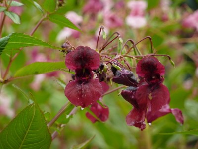 Impatiens glandulifera magenta.jpg