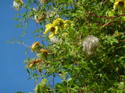 Samen der Clematis tangutica.jpg
