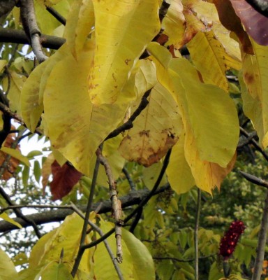 baum.jpg