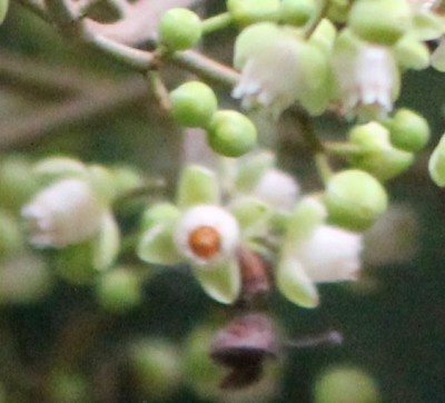 Carapa guianensis, 4 Blütenblättchen.JPG