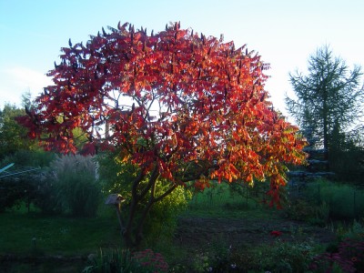 Rhus.jpg