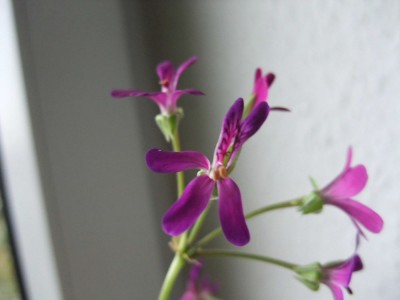 DSCF4323.JPG