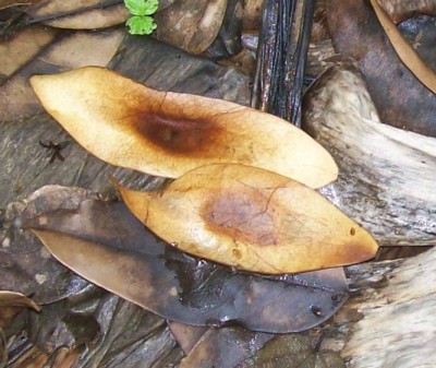 30. Unbekannter Baum, Finca Lucetty, E.jpg