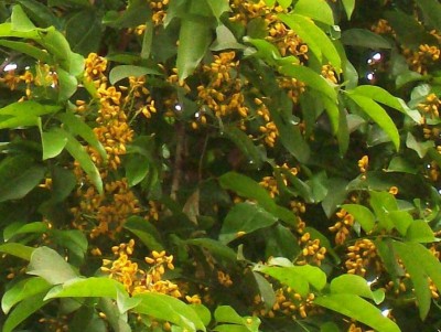 30. Unbekannter Baum, Finca Lucetty, B3.jpg