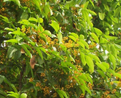 30. Unbekannter Baum, Finca Lucetty, B2.jpg