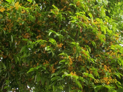 30. Unbekannter Baum, Finca Lucetty, B1.jpg