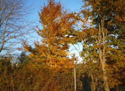 Laubbäume.JPG