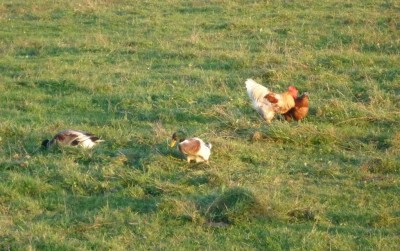 Enten.JPG