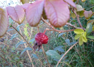 Herbst2.JPG