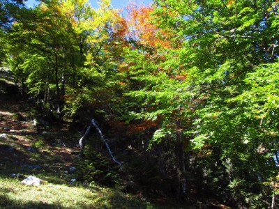 Herbstlaub.jpg