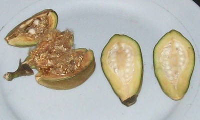 31. Unbekannter Baum, via Union, 12.jpg