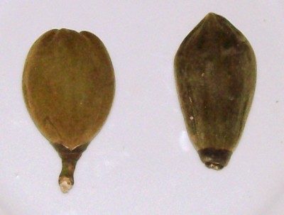 31. Unbekannter Baum, via Union, 9.jpg