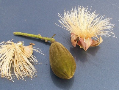 31. Unbekannter Baum, via Union, 4, Caryocar vielleicht.jpg