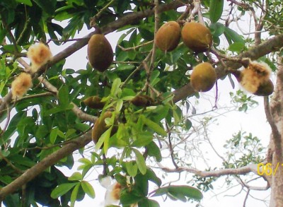 31. Unbekannter Baum, Pachira insignis vielleicht,  6A.jpg