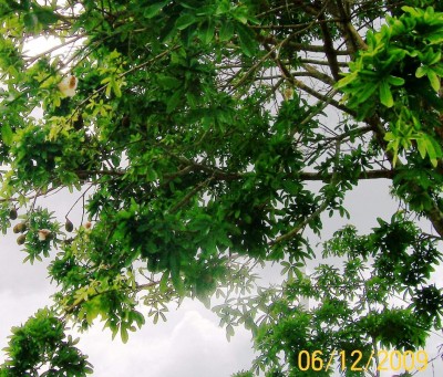 31. Unbekannter Baum, Pachira insignis vielleicht,  4.jpg