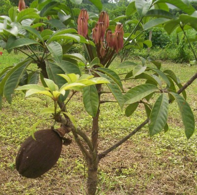 31. Unbekannter Baum, Finca Julio adelante, 1.jpg