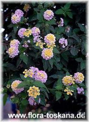 Lantana_camara_Bluete_gelb-lila_120705.jpg