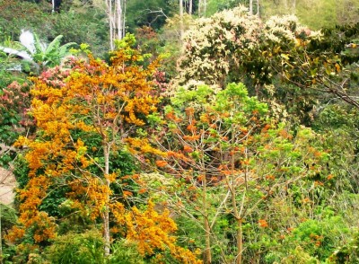 Caoba, Eritrina poeppigiana,Triplaris cumingiana.jpg