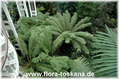dicksonia_antarctica_7_-_261005.jpg