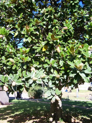 100_6100.JPG