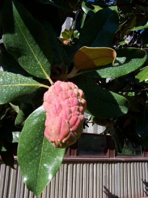 100_6099.JPG