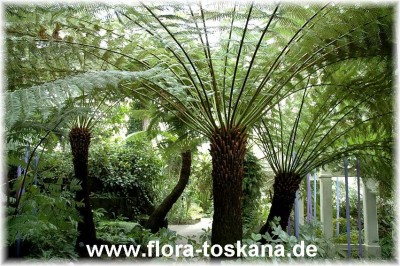dicksonia_antarctica_4_-_261005.jpg