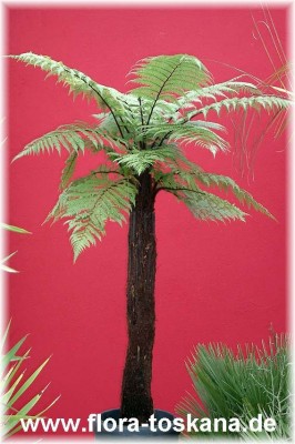 dicksonia_squarrosa_gross_2_-_digi.jpg