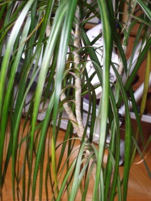 blumen1.JPG