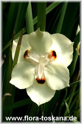 dietes_bicolor_-_digi.jpg