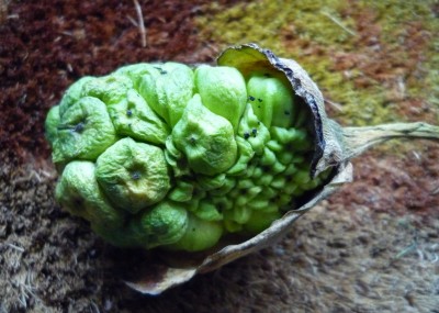 runzliger Calla Samenstand.JPG