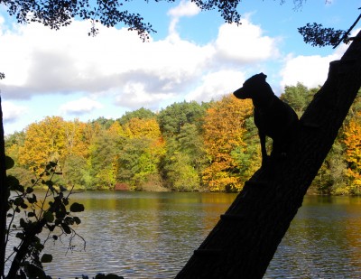 Hund auf Baum.jpg