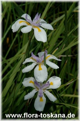 dietes_iridioides_3-_150507.jpg