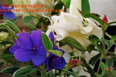 imm006_6A.jpg