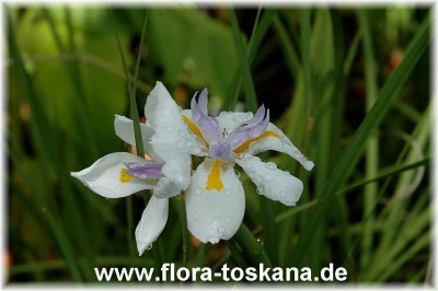 dietes_iridioides_2-_150507.jpg